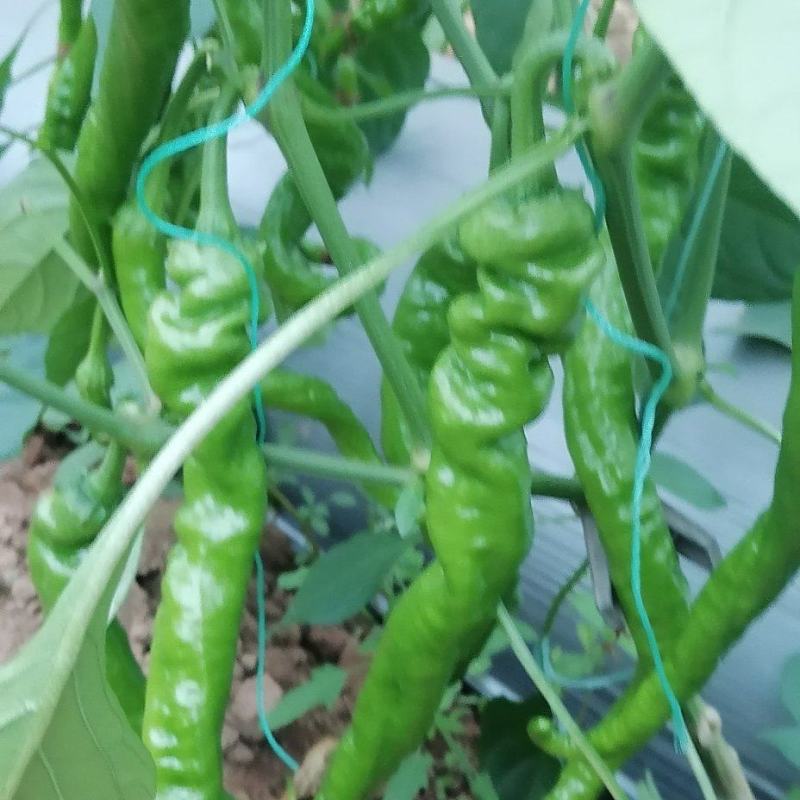 精品螺丝椒订货中产地种植产地发货品质好