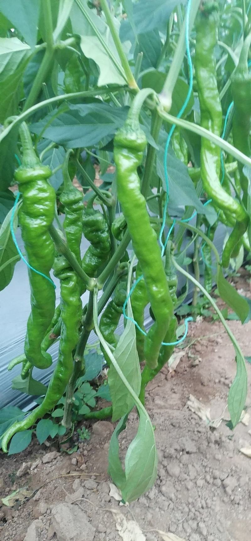 精品螺丝椒订货中产地种植产地发货品质好