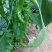 精品螺丝椒订货中产地种植产地发货品质好