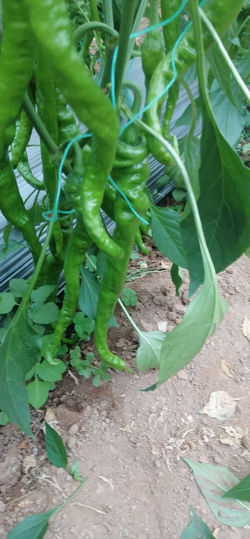 精品螺丝椒订货中产地种植产地发货品质好