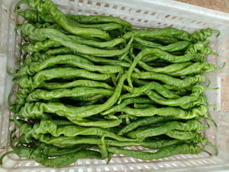 精品螺丝椒订货中产地种植产地发货品质好