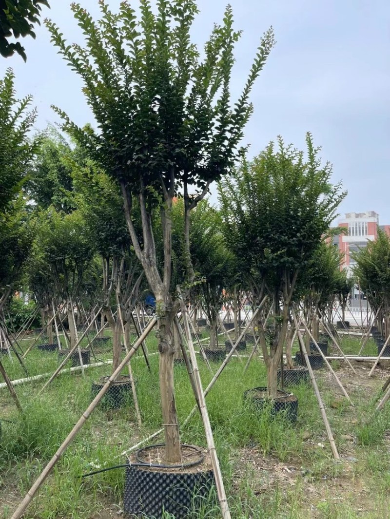 大量细叶紫薇3到15公，货靓价优，欢迎各位老板前来咨询