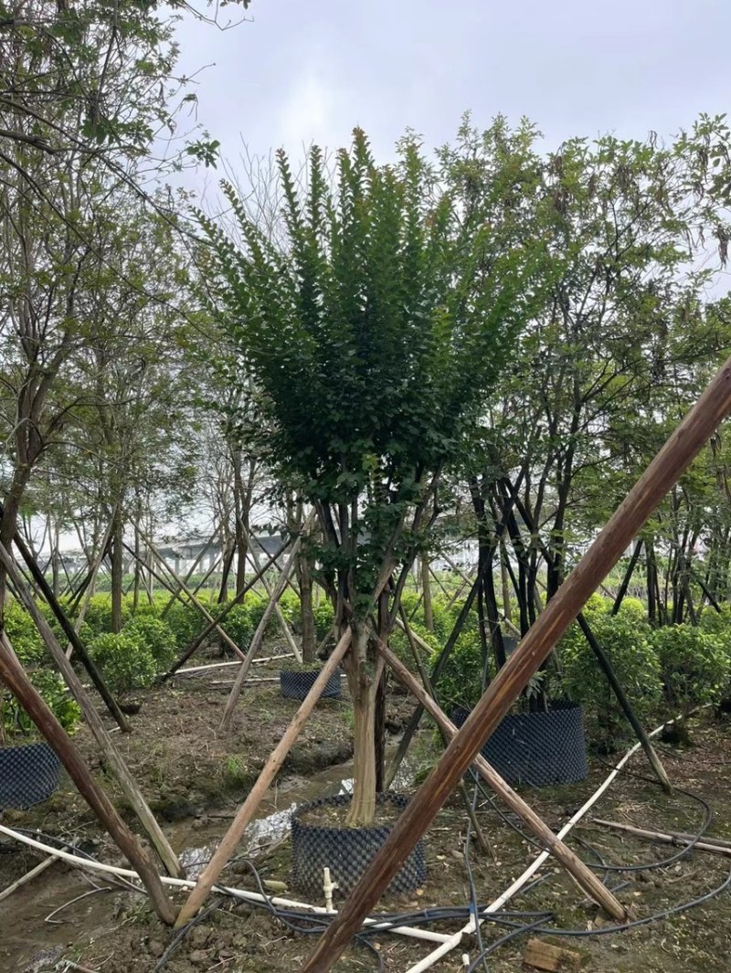 大量细叶紫薇3到15公，货靓价优，欢迎各位老板前来咨询