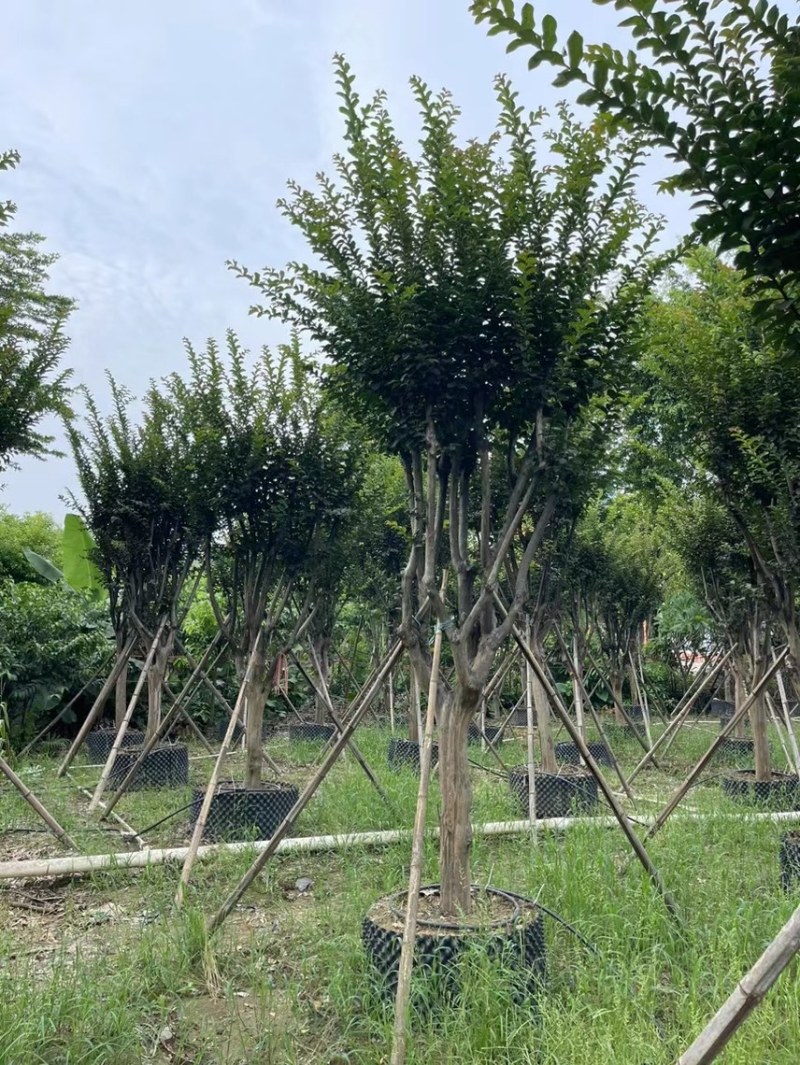 大量细叶紫薇3到15公，货靓价优，欢迎各位老板前来咨询