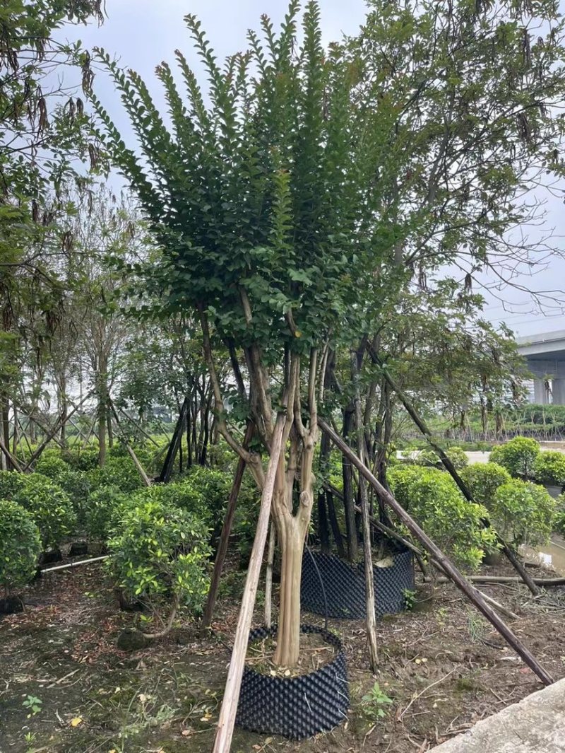 大量细叶紫薇3到15公，货靓价优，欢迎各位老板前来咨询
