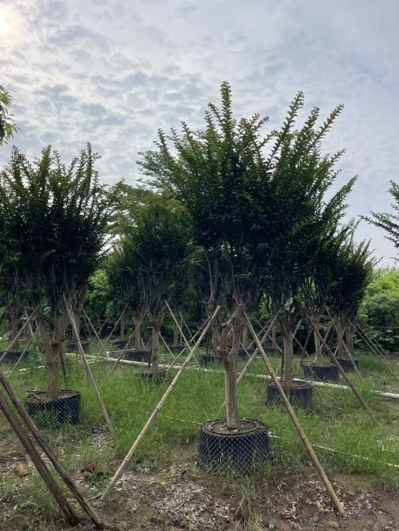 大量细叶紫薇3到15公，货靓价优，欢迎各位老板前来咨询