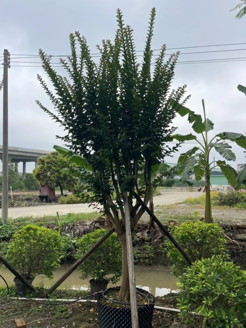 大量细叶紫薇3到15公，货靓价优，欢迎各位老板前来咨询