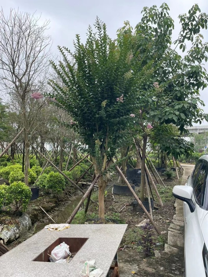 大量细叶紫薇3到15公，货靓价优，欢迎各位老板前来咨询