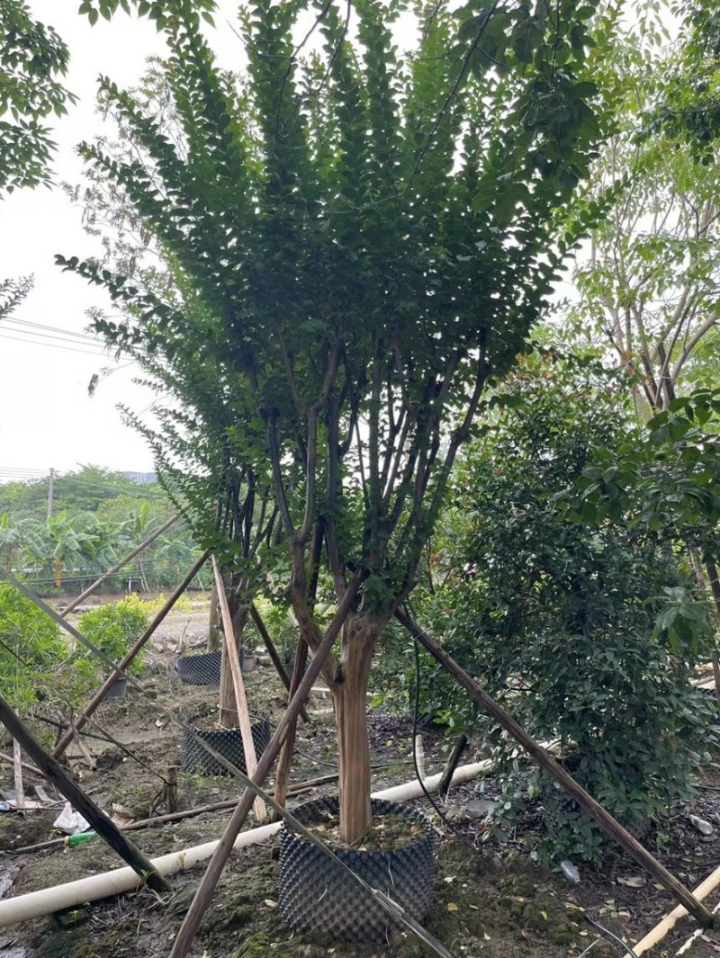大量细叶紫薇3到15公，货靓价优，欢迎各位老板前来咨询