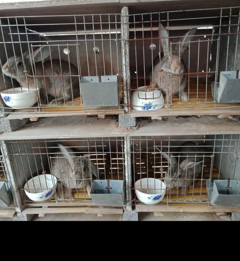 肉兔人工养殖兔