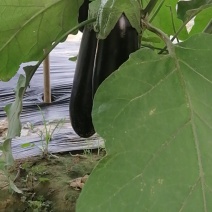 黑宝茄子大量上市