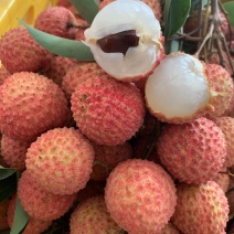 荔枝—桂味