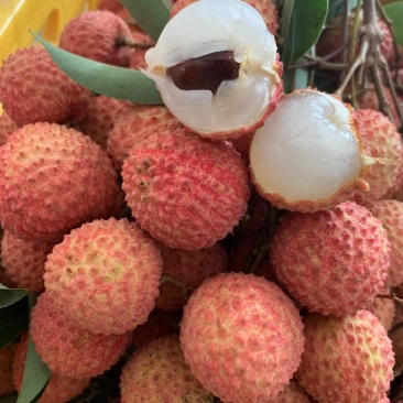 荔枝—桂味