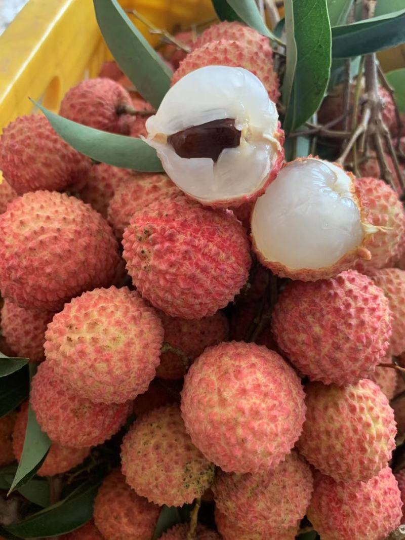荔枝—桂味