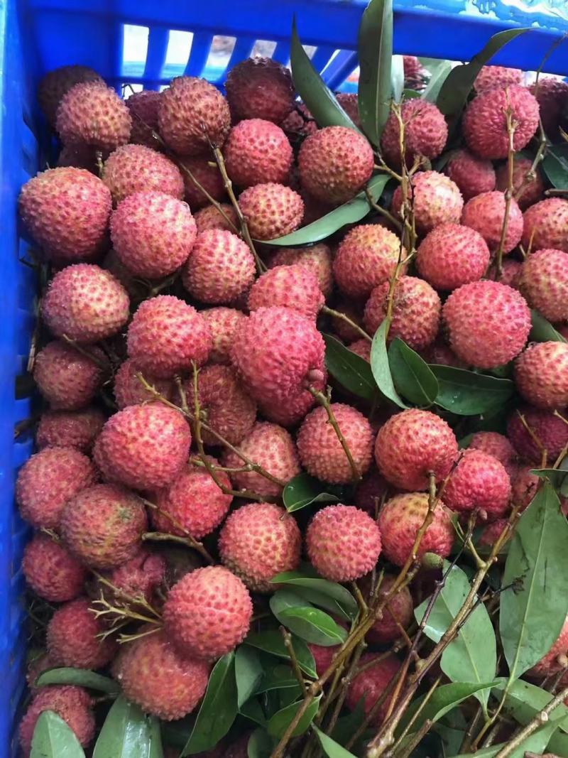 荔枝—桂味