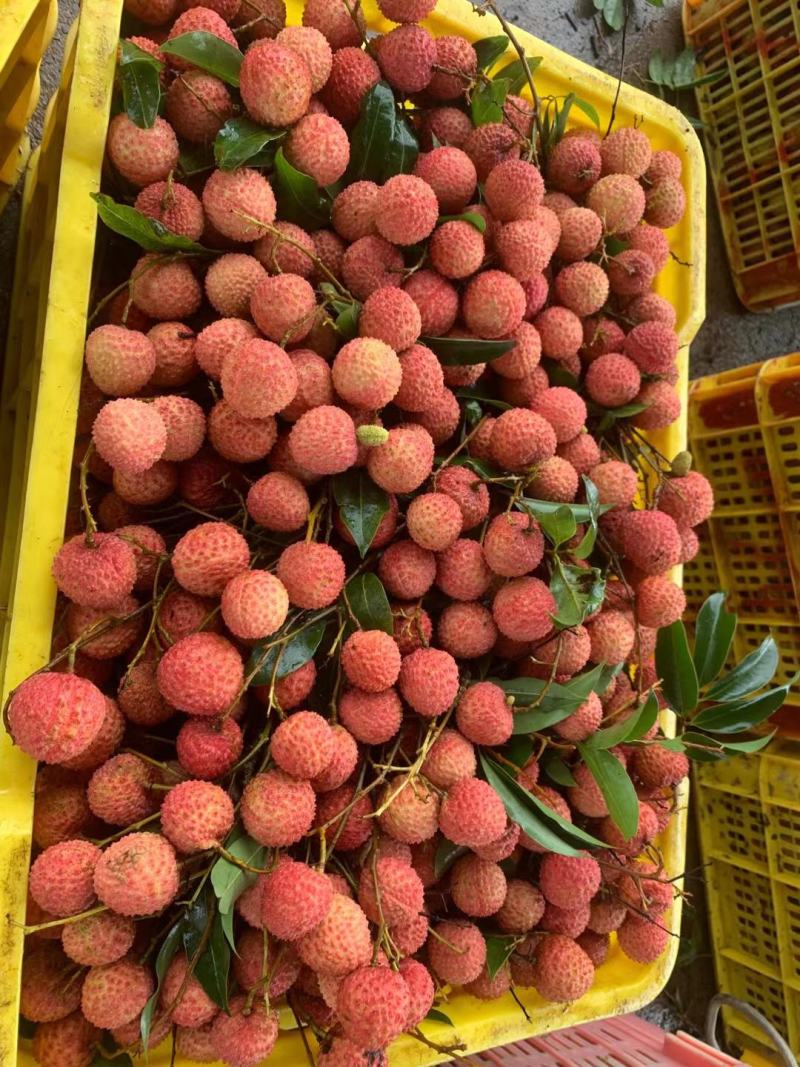 荔枝—桂味