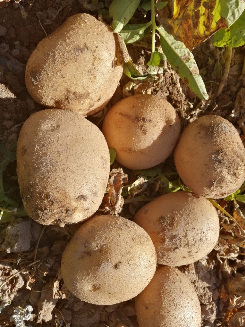 麦肯，大西洋，土豆，基地货，薯片薯条厂，淀粉薯。