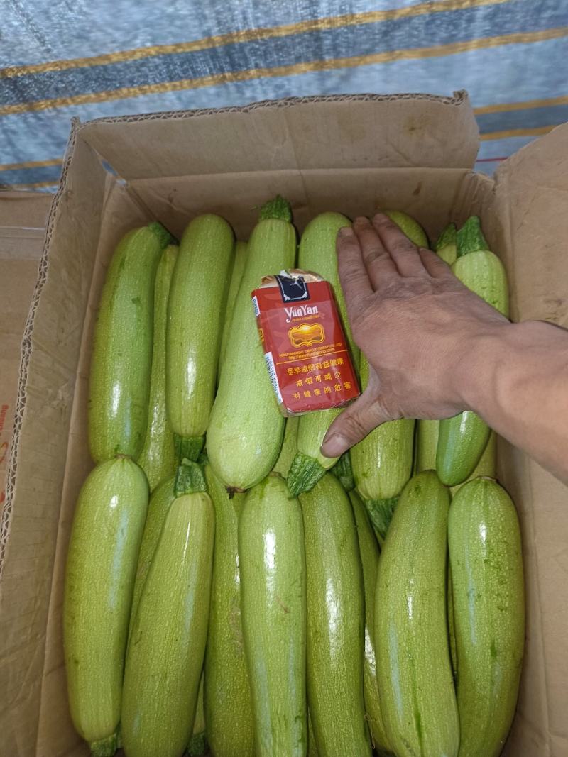 甘肃天水西葫芦-绿皮西葫芦自产自销大量供货对接全国市场