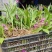 白芨苗，四川基地培育直发三叉白芨种苗紫花品质好价格实惠