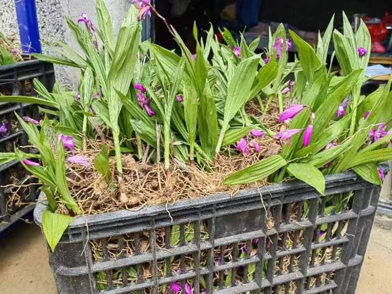 白芨苗，四川基地培育直发三叉白芨种苗紫花品质好价格实惠