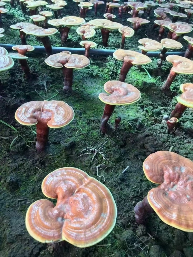 长白山头道一级灵芝孢子粉一瓶250克