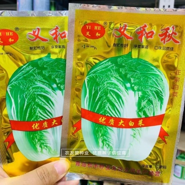 结球白菜种子正品义和秋大白菜种子中晚熟秋播品种短圆筒形