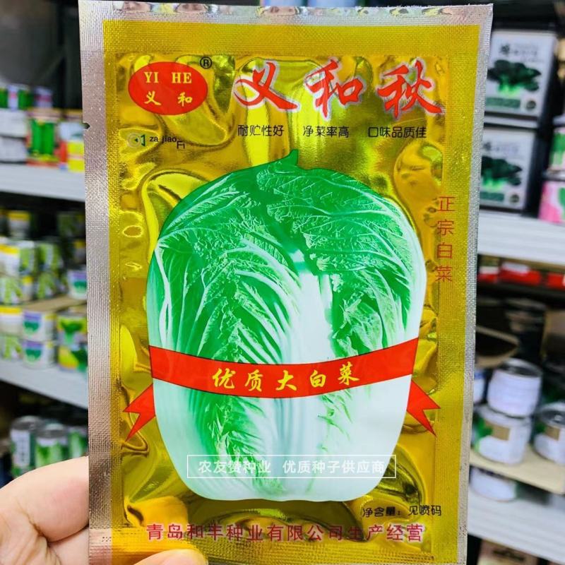 结球白菜种子正品义和秋大白菜种子中晚熟秋播品种短圆筒形