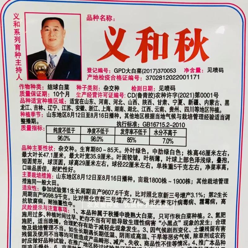 结球白菜种子正品义和秋大白菜种子中晚熟秋播品种短圆筒形