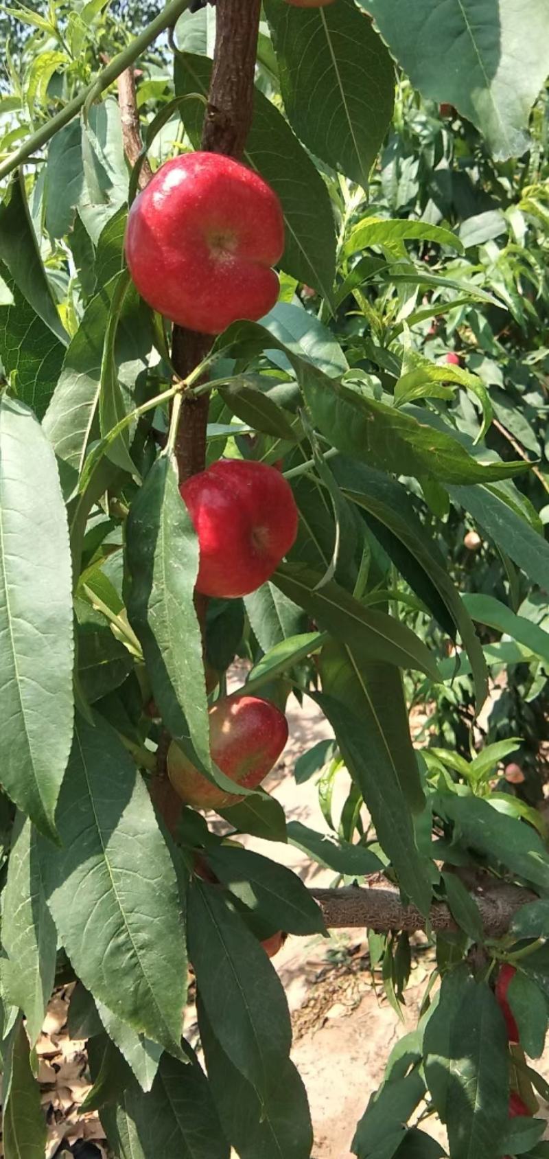 精品油蟠桃