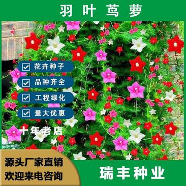 羽叶茑萝种子，庭院爬藤植物五角星花盆栽阳台四季易种活种子