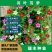 羽叶茑萝种子，庭院爬藤植物五角星花盆栽阳台四季易种活种子