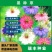 黑种草种子，景观绿化，花种子，四季播种花卉种子批发