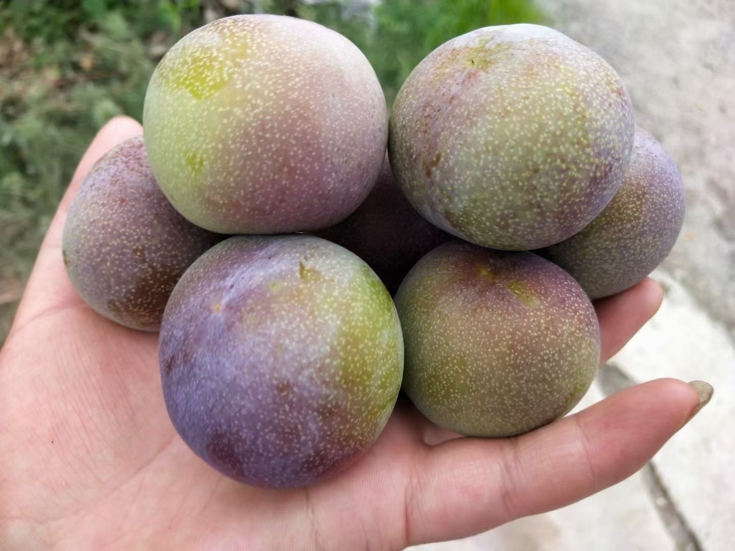 金塘李子果实特写图