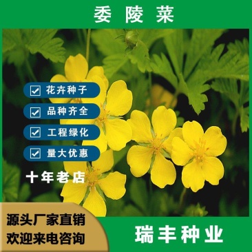 委陵菜种籽白头翁种子蛤蟆草种子庭院多年生景观地被植物耐寒