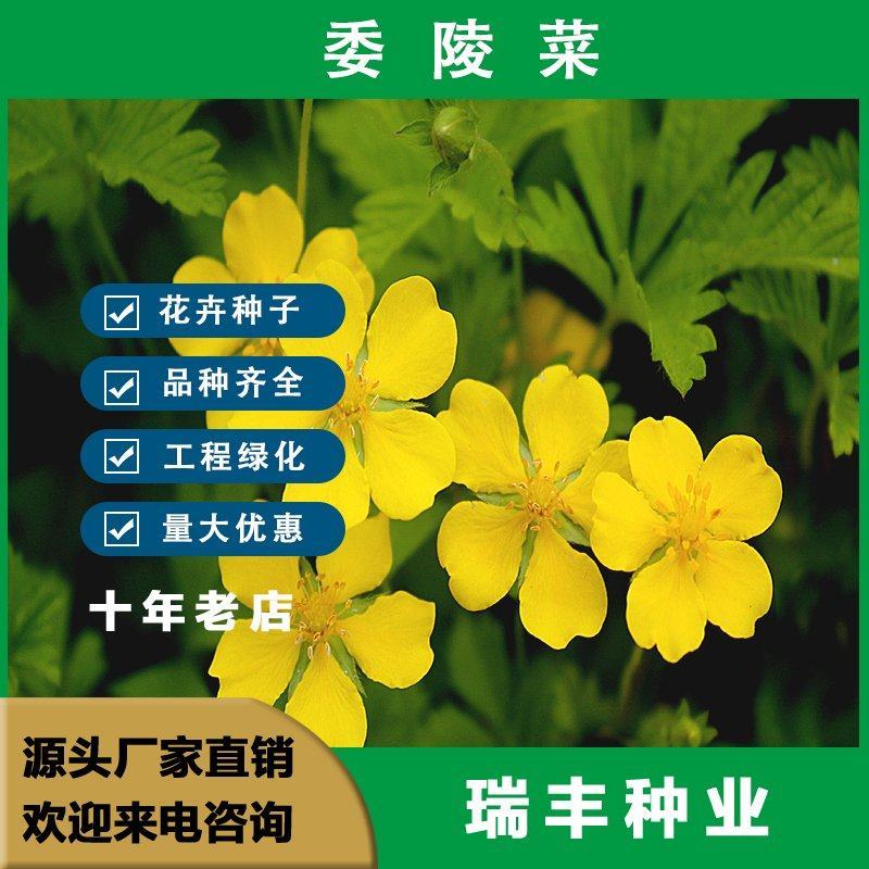 委陵菜种籽白头翁种子蛤蟆草种子庭院多年生景观地被植物耐寒