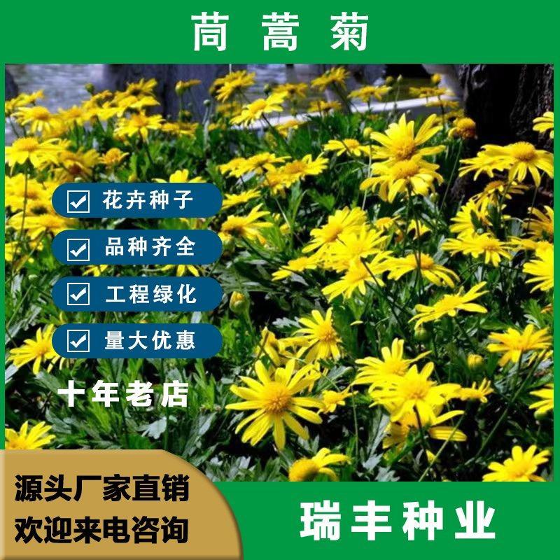 茼蒿菊种子，黄金菊花种籽木茼蒿种子，庭院景观花海绿化花卉