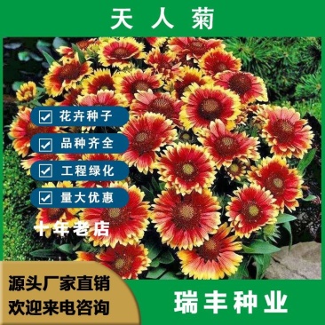 天人菊种子，虎皮菊耐寒花坛景观绿化盆栽花海花卉种子批发