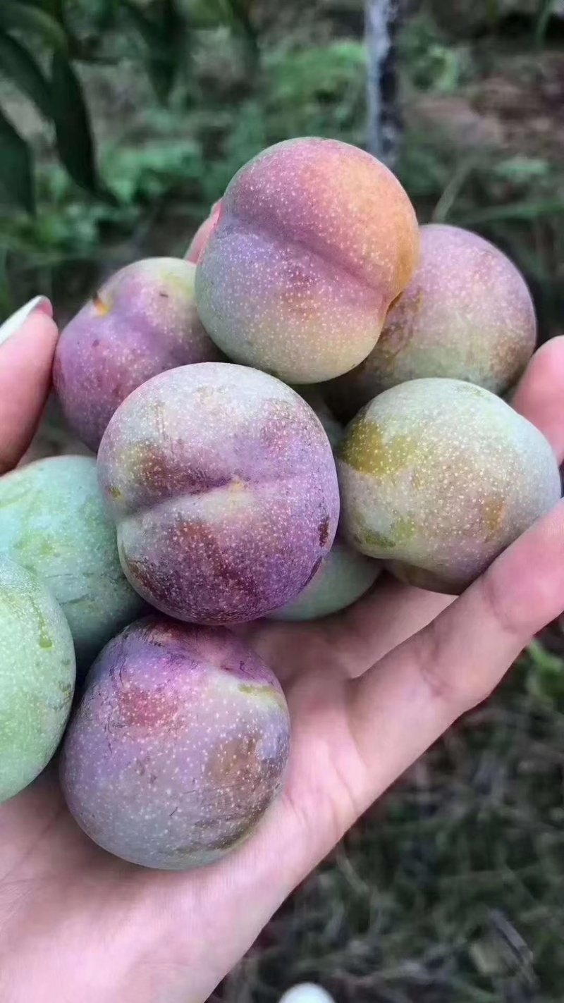 半边红