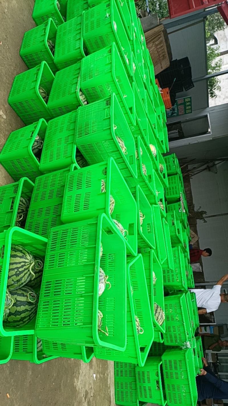 大棚美都西瓜，无籽西瓜