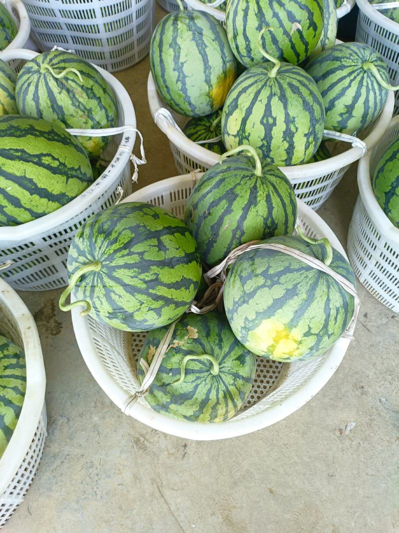 大棚美都西瓜，无籽西瓜