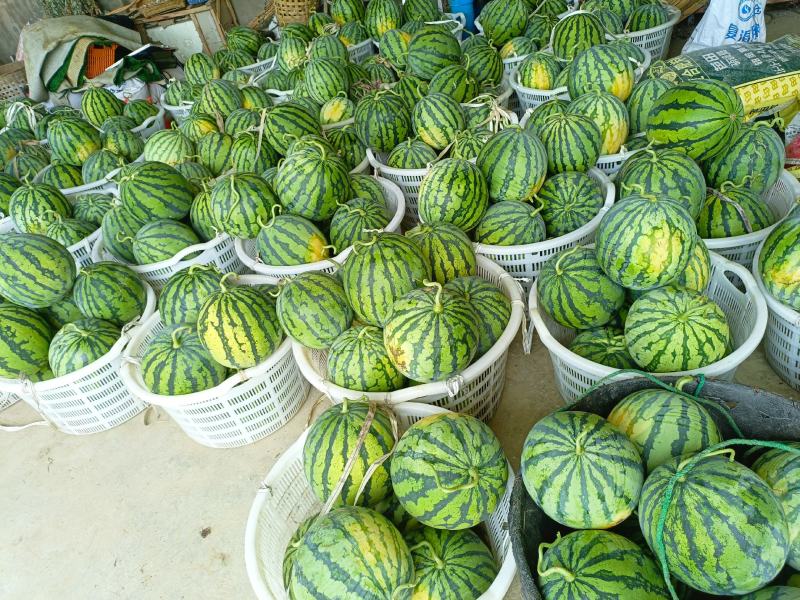 大棚美都西瓜，无籽西瓜