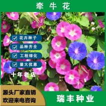 爬藤大牵牛花种子喇叭花种子喇叭花一年四季爬藤花卉四季庭院