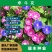 爬藤大牵牛花种子喇叭花种子喇叭花一年四季爬藤花卉四季庭院