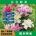 进口香水百合种球大重瓣四季开花室内盆栽观花植物冬季好养活