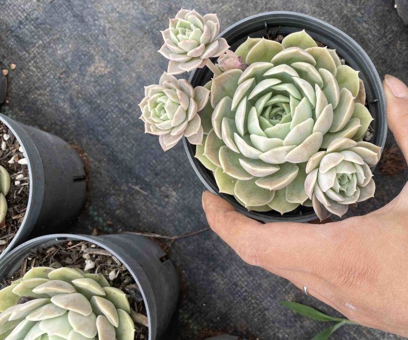110杯昂斯洛