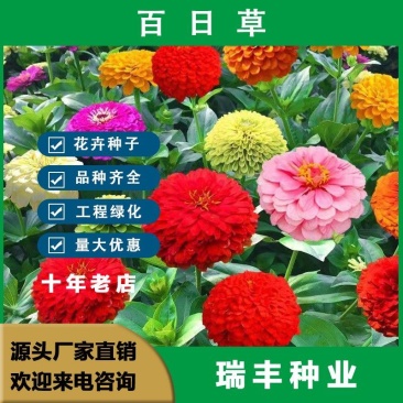 百日草种子，百日菊种子混色百日菊易活花籽四季开花室花种籽