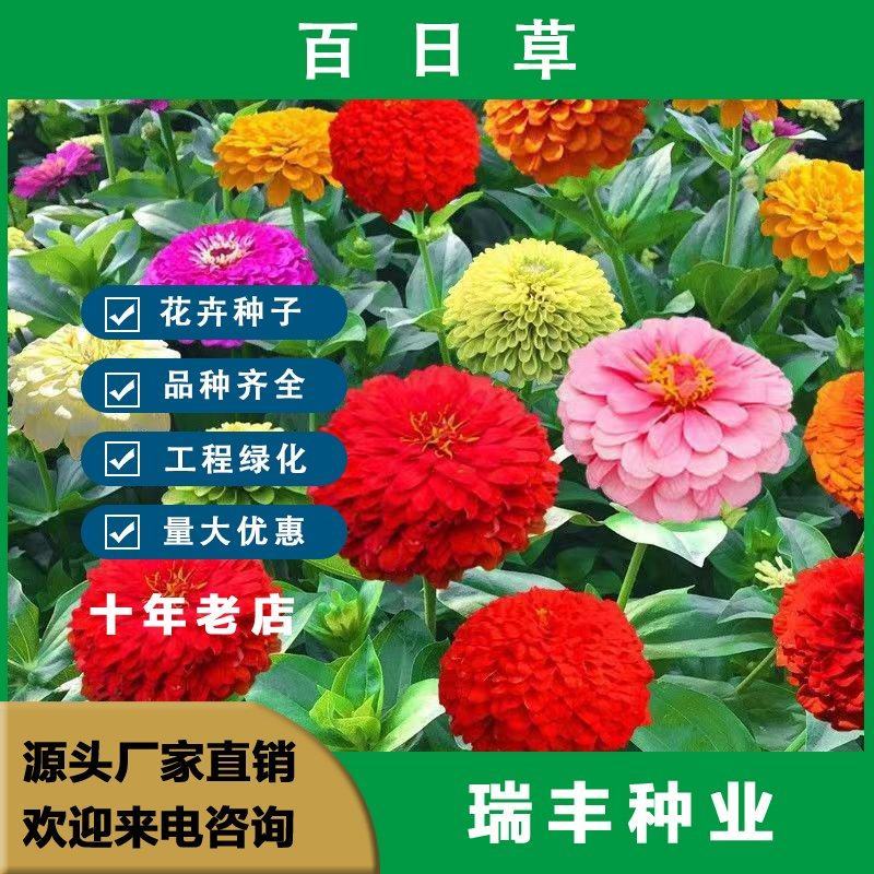 百日草种子，百日菊种子混色百日菊易活花籽四季开花室花种籽