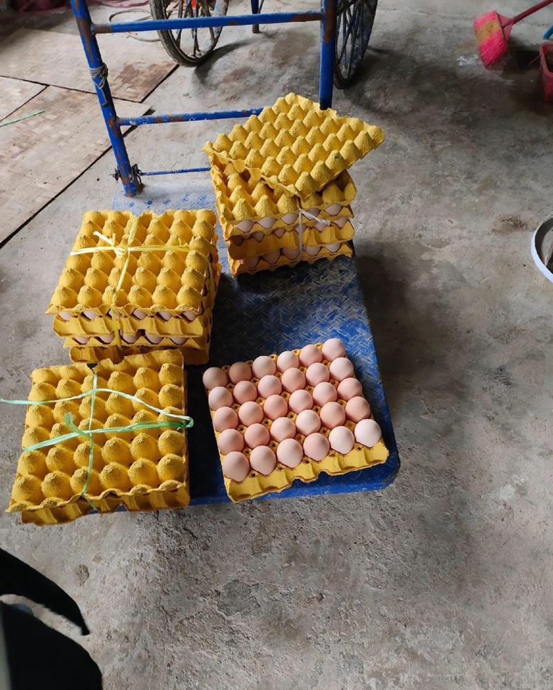 养殖户鸡场鸡蛋找采购商