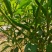 河南商丘小米椒种植基地，青的大量上市了欢迎前来采购深加工
