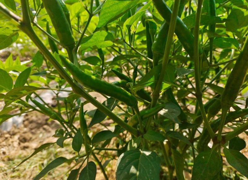河南商丘小米椒种植基地，青的大量上市了欢迎前来采购深加工
